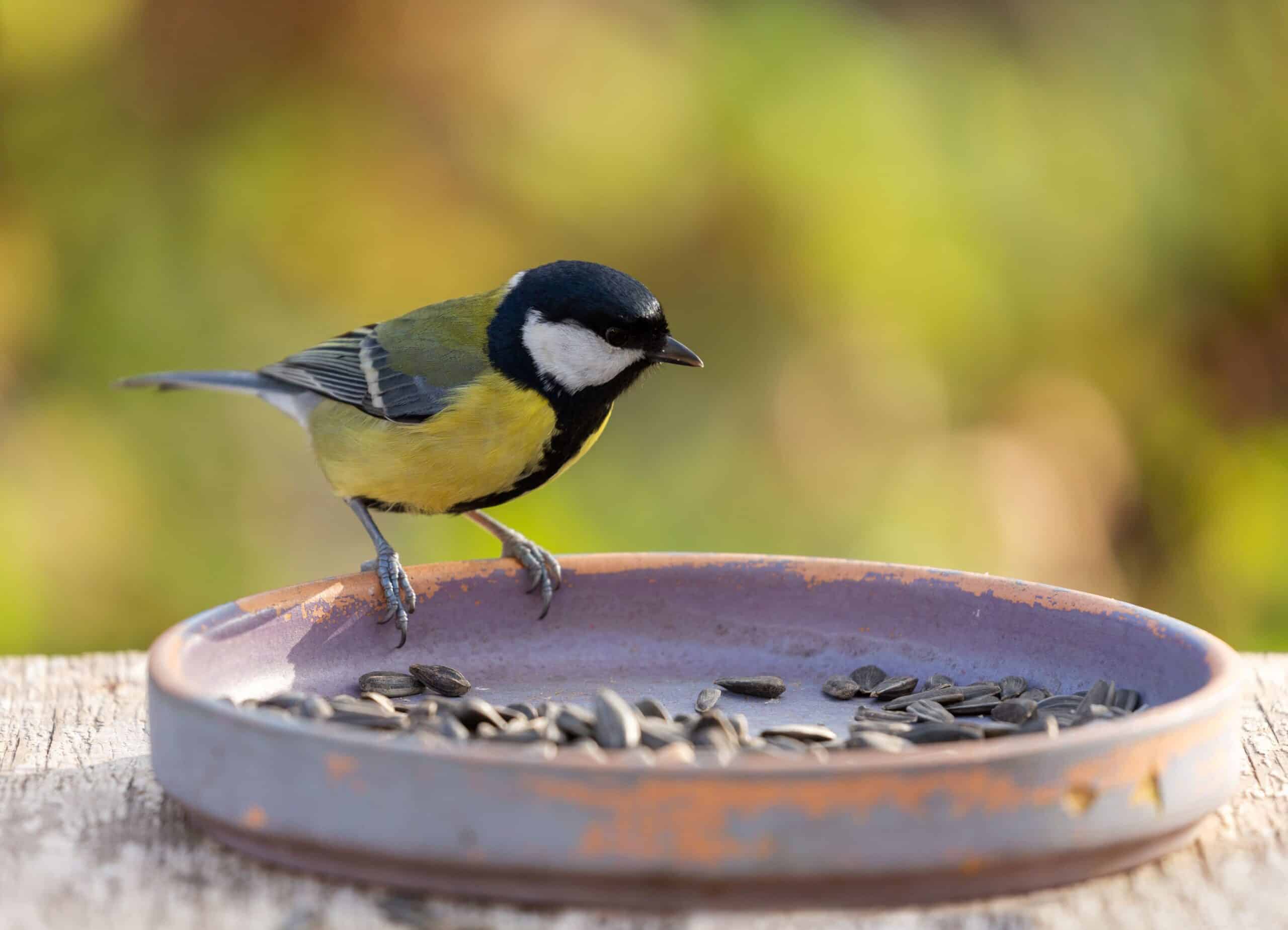 Ein Vogel frisst Sonnenblumenkerne