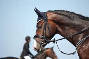 A close-up of a hunter jumper horse’s head in full competition tack