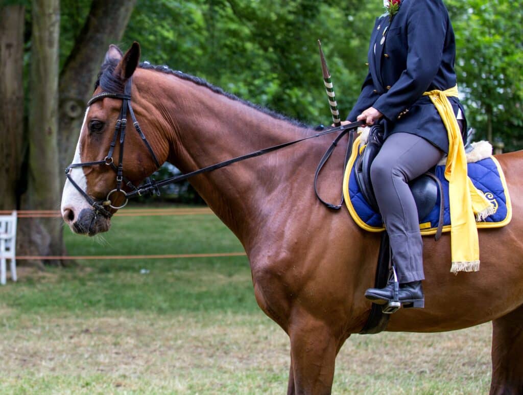 Hunter jumper horse with a rider